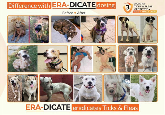 ERADICATE Chewable 1000 mg (20-40 kg) Tablet for Dogs – 3-Month Tick & Flea Protection