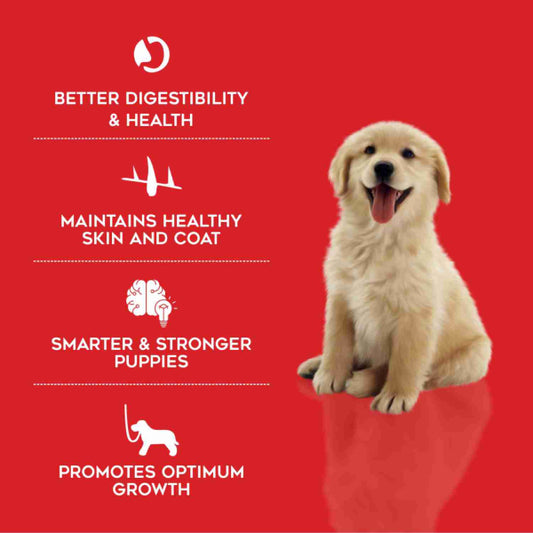Drools Starter - Pet Central