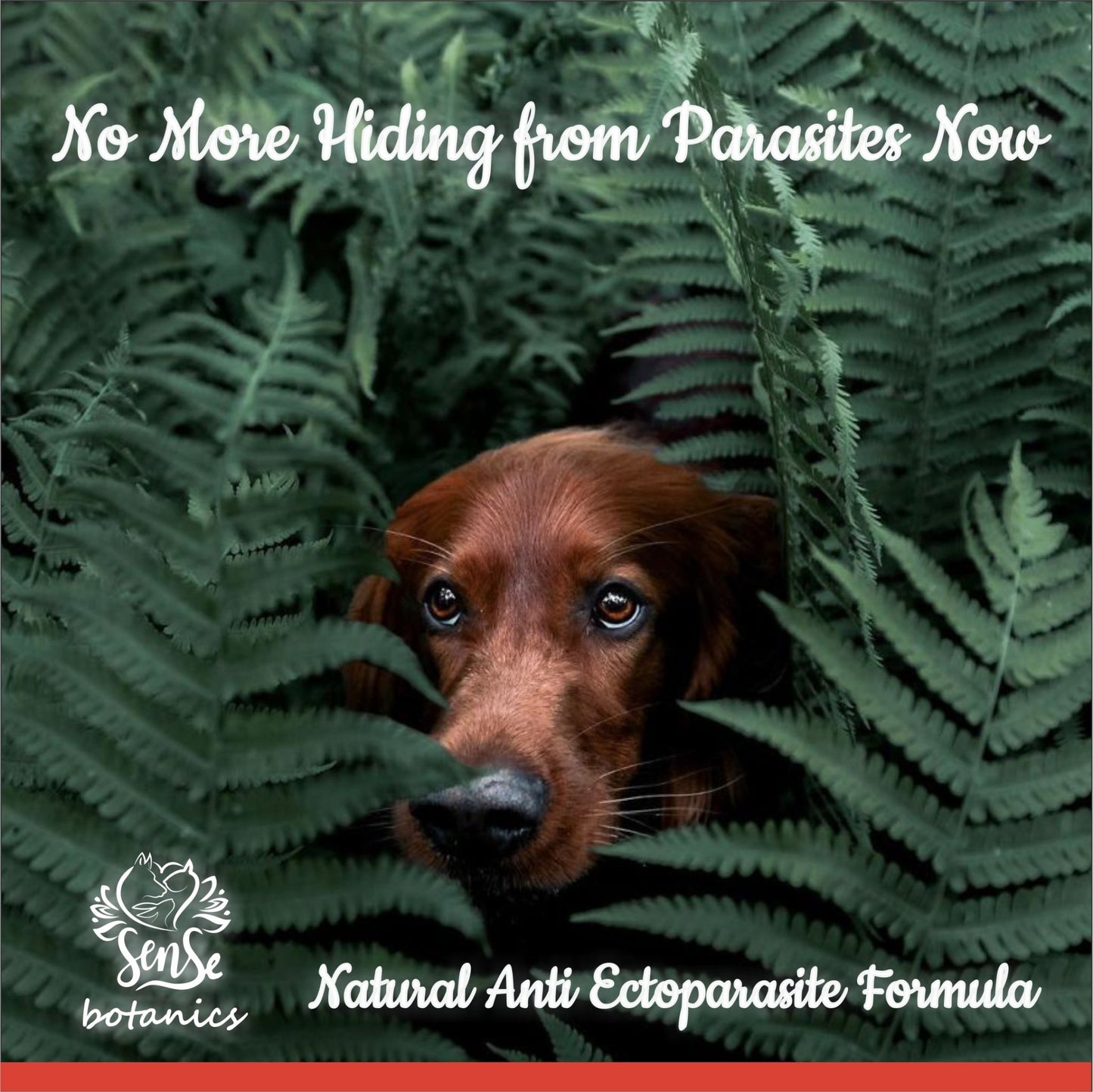 Sense Botanics™ Anti Tick & Flea Shampoo 200 ml - Pet Central