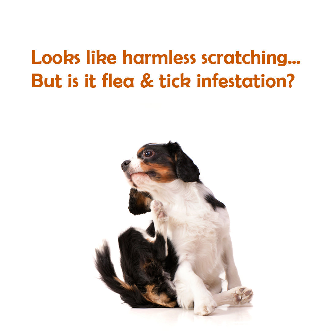 Fluracto Spot-On for Dogs | Fluralaner-Based Flea & Tick Control