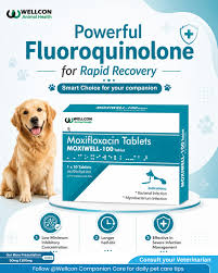 Moxifloxacin 100mg Tablets for Dogs & Cats | Wellcon Moxiwell-100 | Broad-Spectrum Veterinary Antibiotic | 10 Tablets