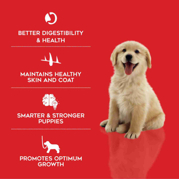 Drools starter puppy online